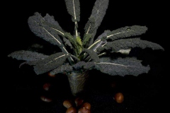 Cavolo-Nero-7007